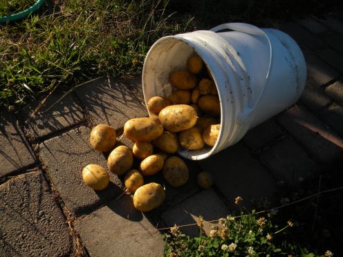 german r taters.jpg